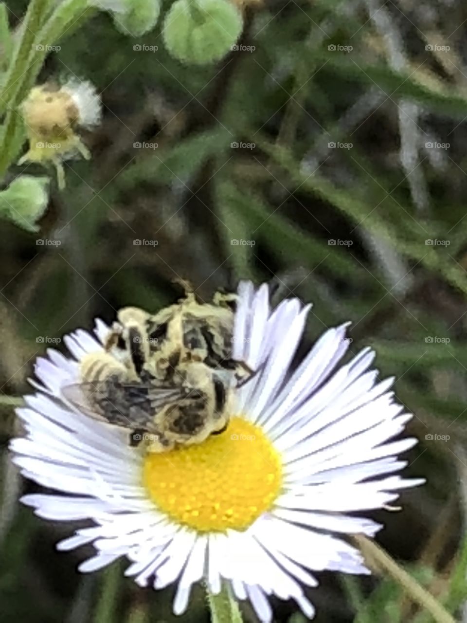 The bees who got in a fight