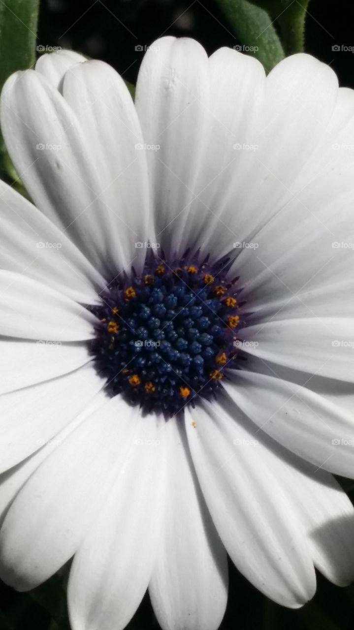 White  flower