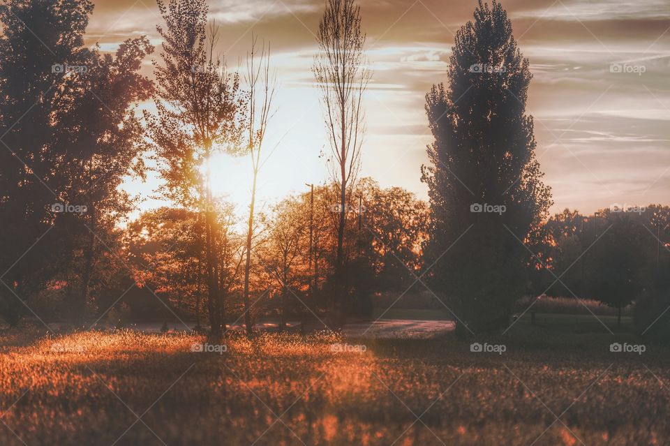 fall sunset behind the trees illuminating the field