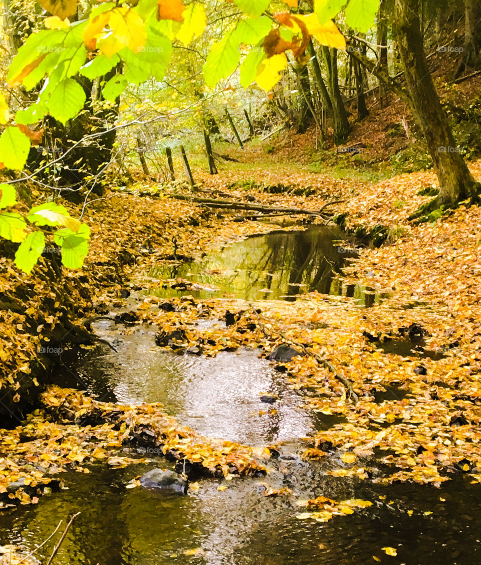 Stream through the  Fall Gold Wood 