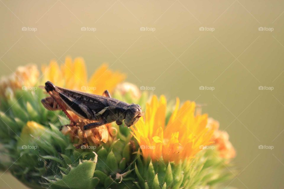 grasshopper on flower