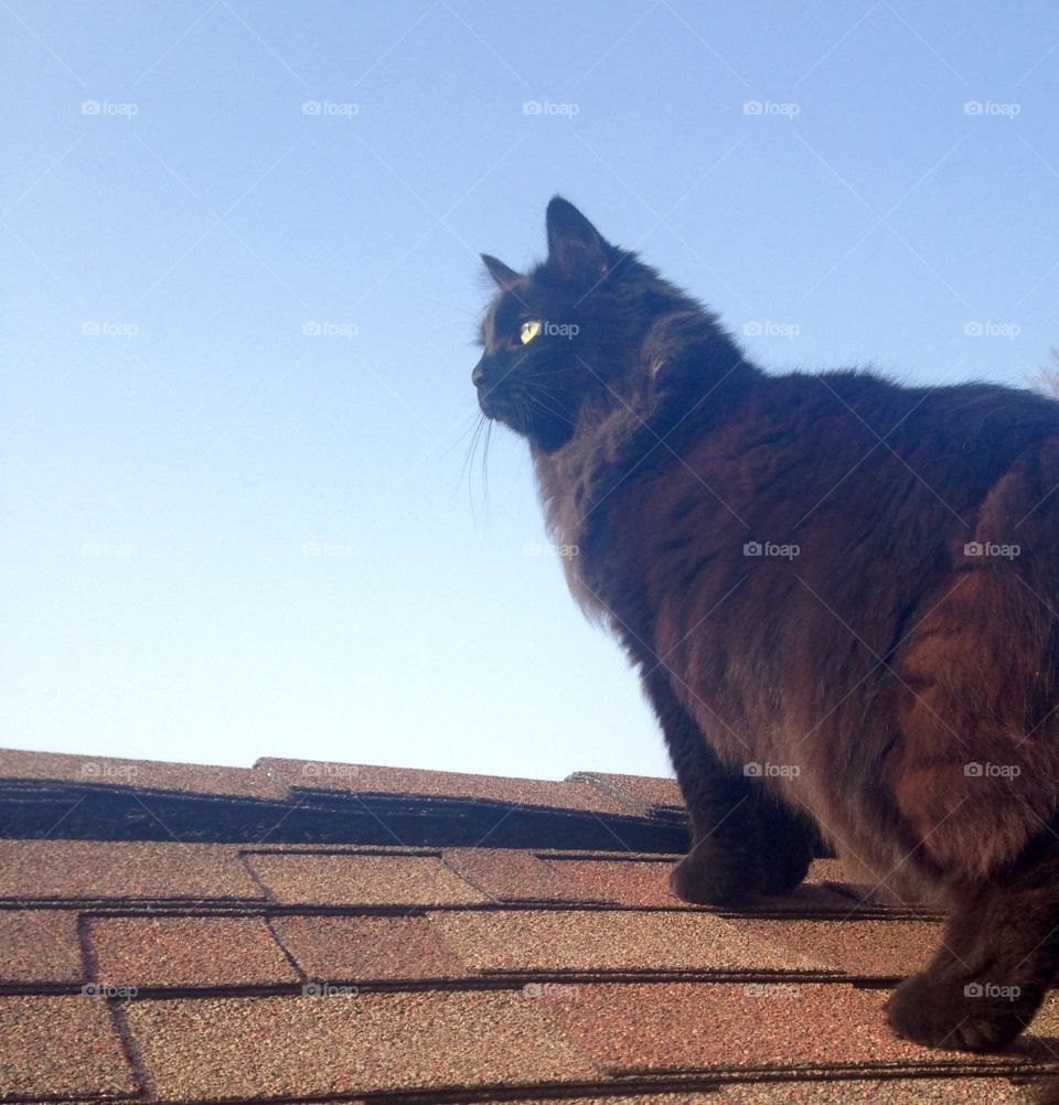 House cat adventures . Our cat peri exploring the roof 