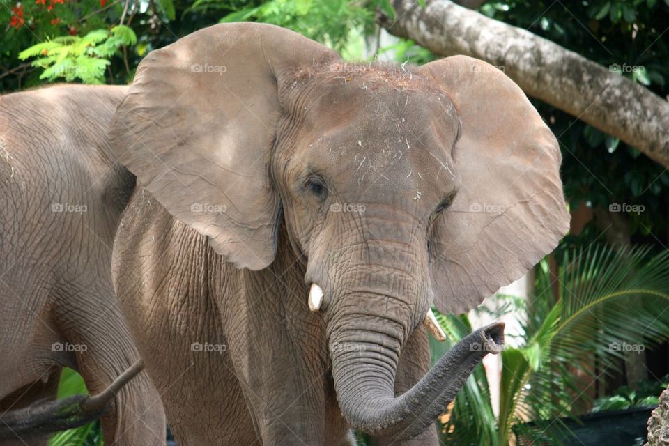 Elephant