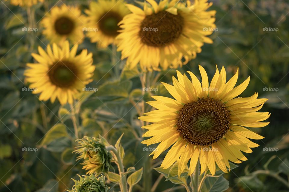 Sun flower field