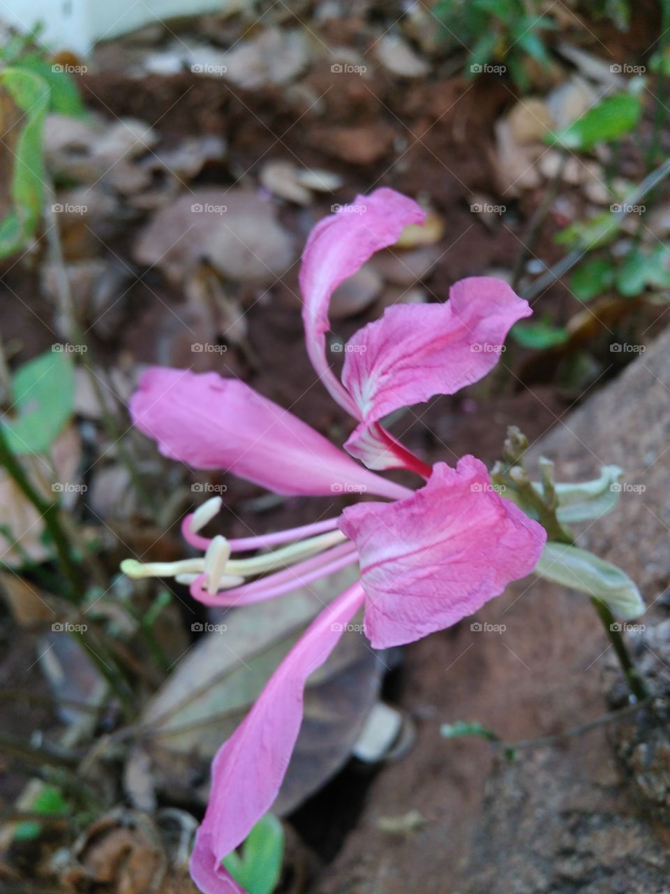 flower