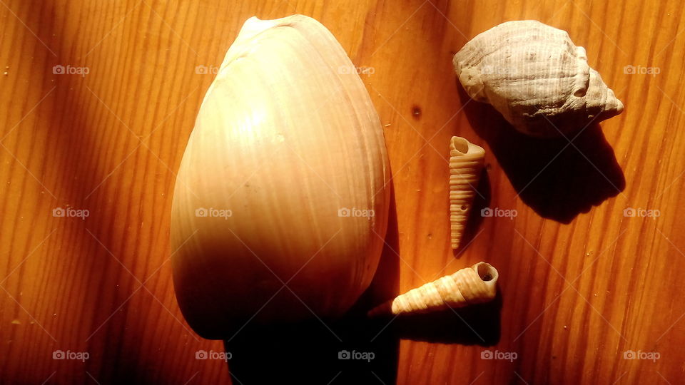 sea shell