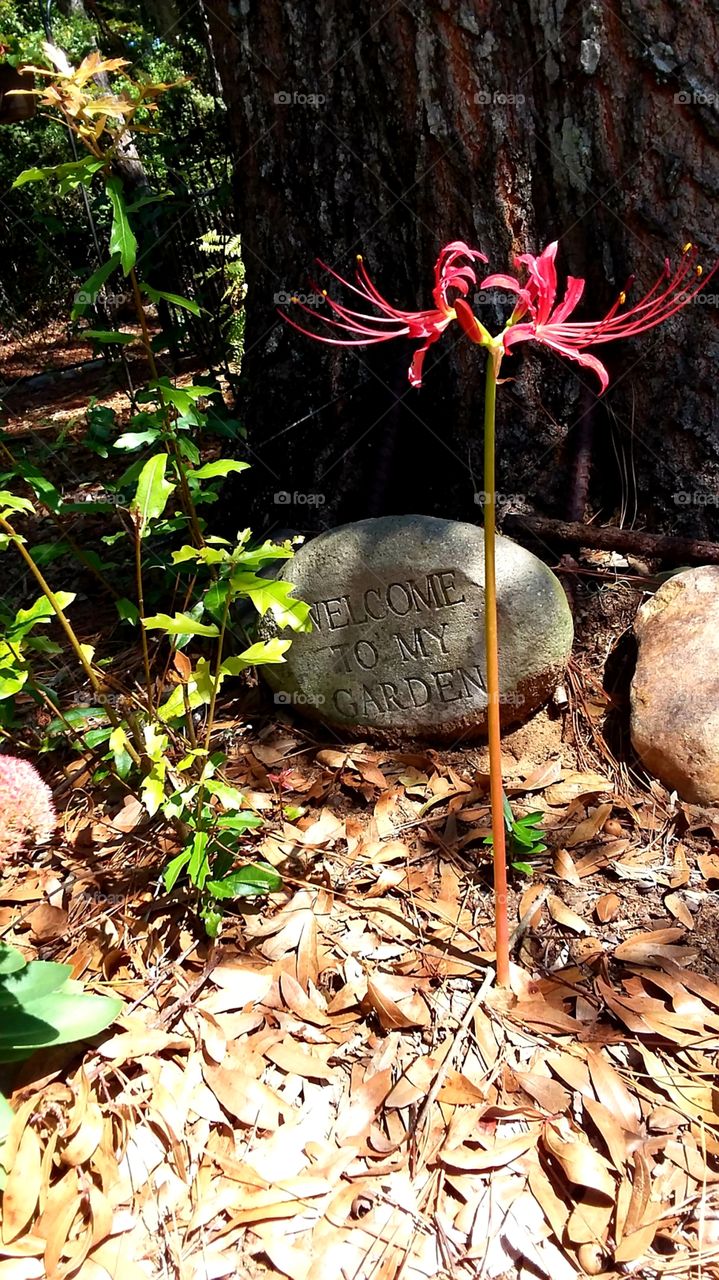 memories of summer a lone fall flower brings memories of the colorful summer flowers in the garden