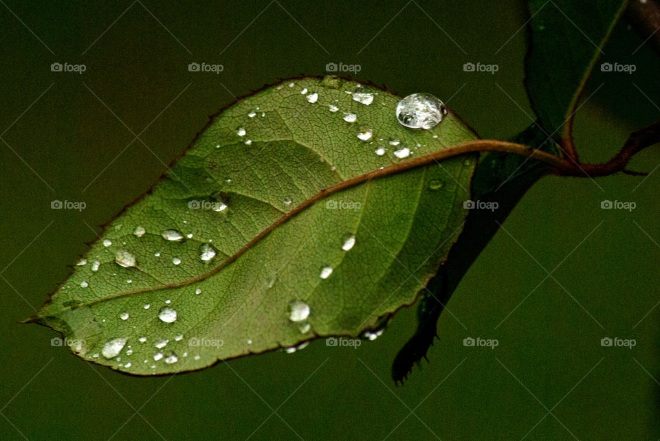 Leaf after the rain