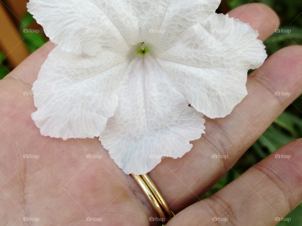 white flower in palm of hand. Stopping g to smell the flowers.