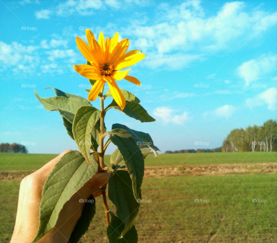 Agriculture, Nature, No Person, Summer, Growth