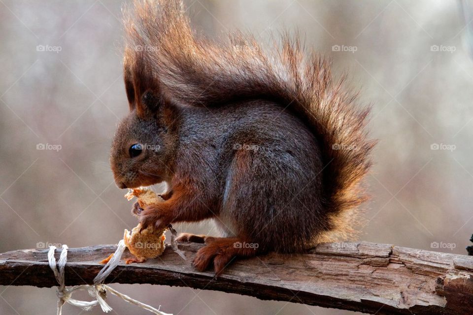 Close-up of squirrel