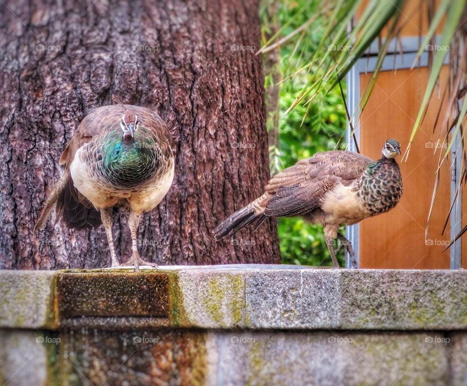 Peacocks Porto