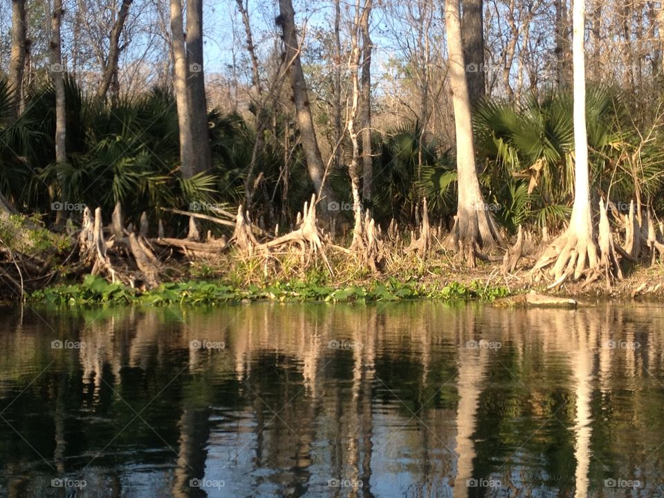 Cypress Knees