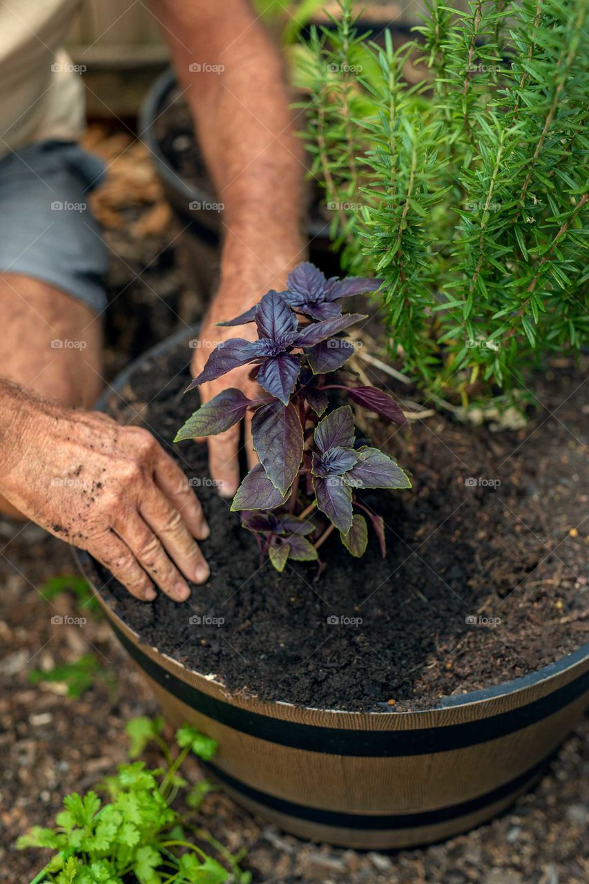 Man's hands planting basil in pot
