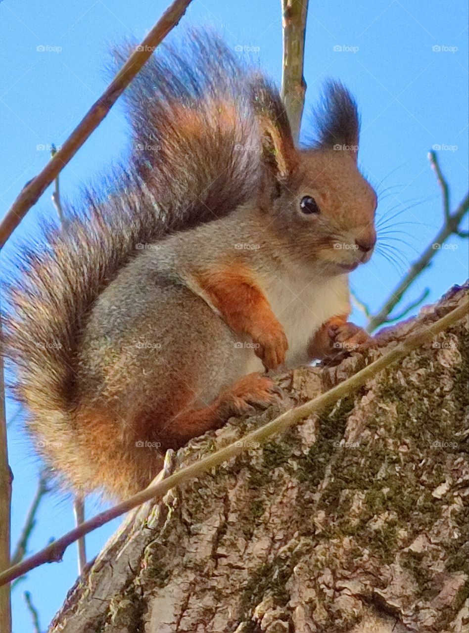 Late fall.  Sunny day.  A fluffy squirrel is sitting on a tree