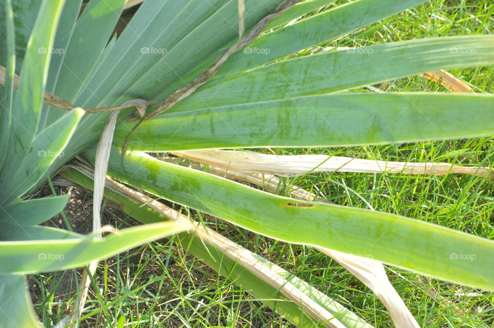 vegetation