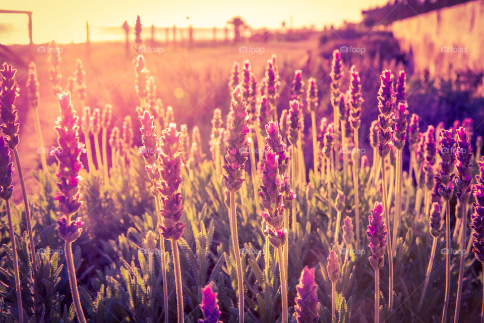 Lavender field on dusk sunlight 
