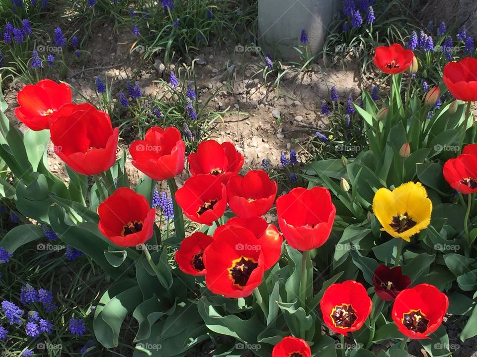 Red Tulips, Yellow Tulip and Purple Hyacinth