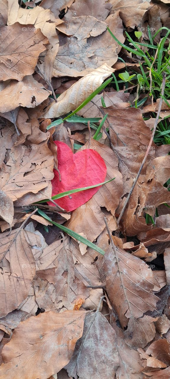 Heart leaf