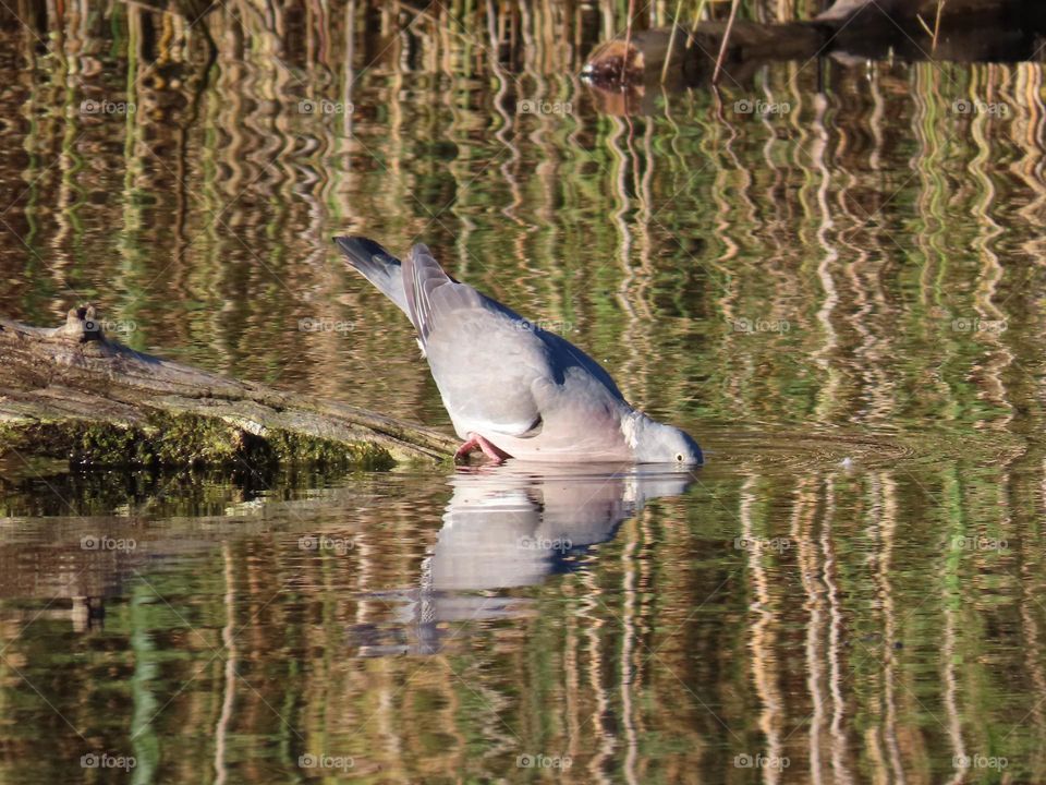 Wood pigeon drinks water