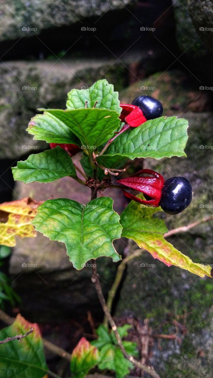 Strobilanthes crispa fruiting in the garden