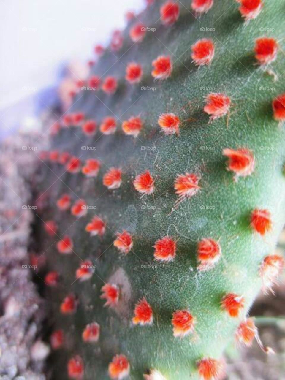 cactus