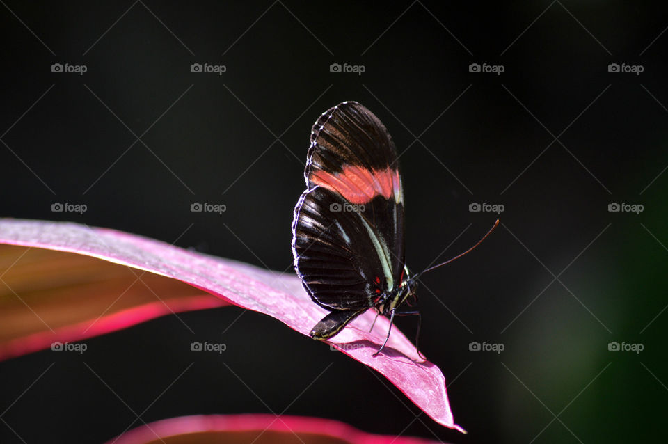 Black and red/pink butterfly resting on a tropical leaf