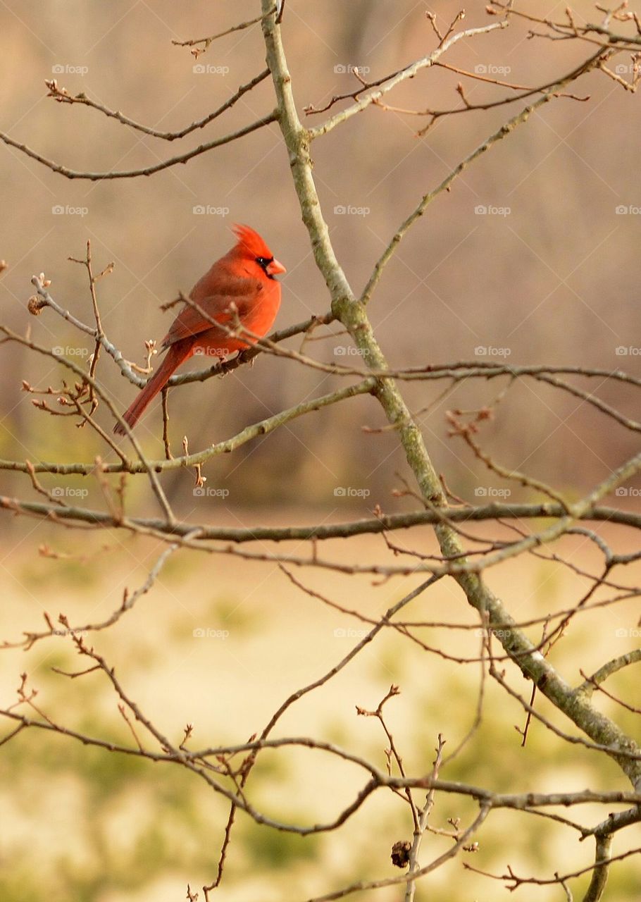 Male Cardinal on a Limb