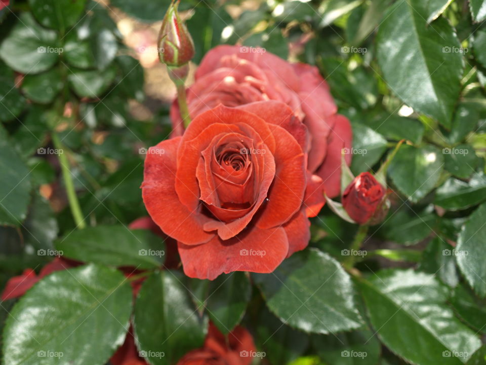 Close-up of red rose