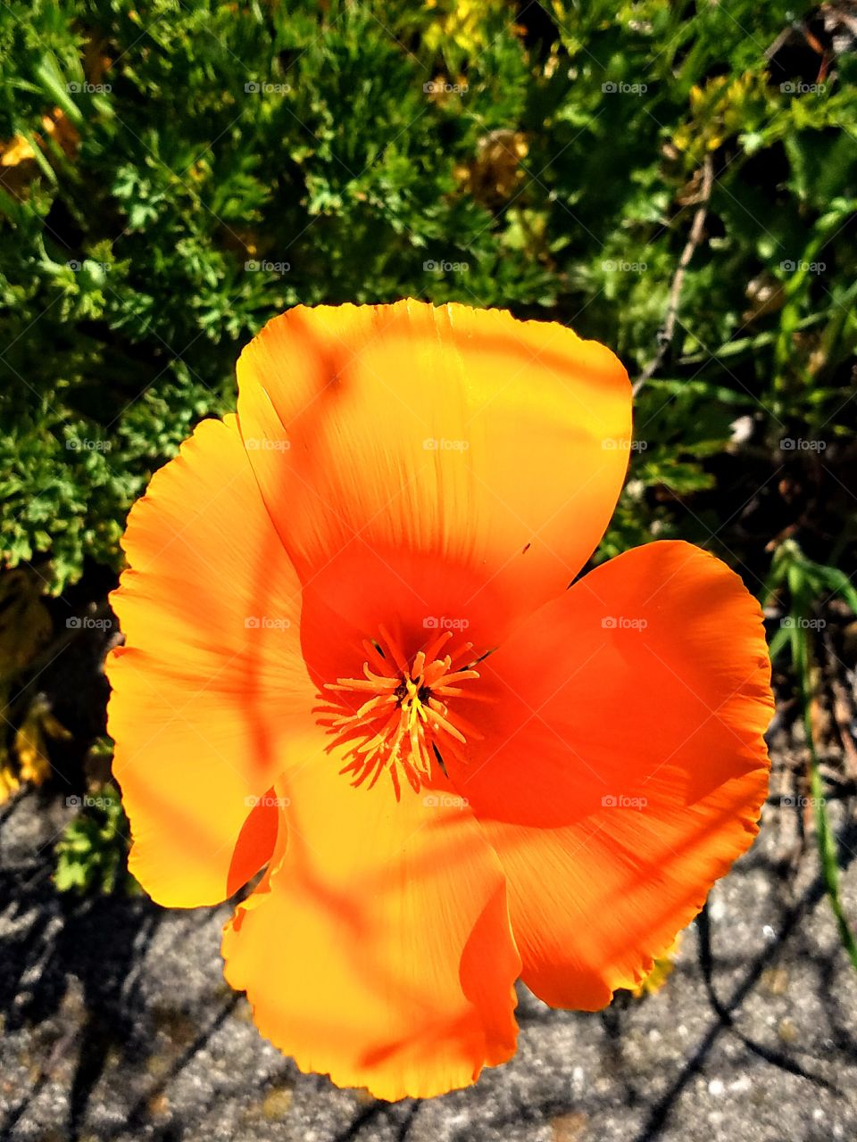 California Poppy