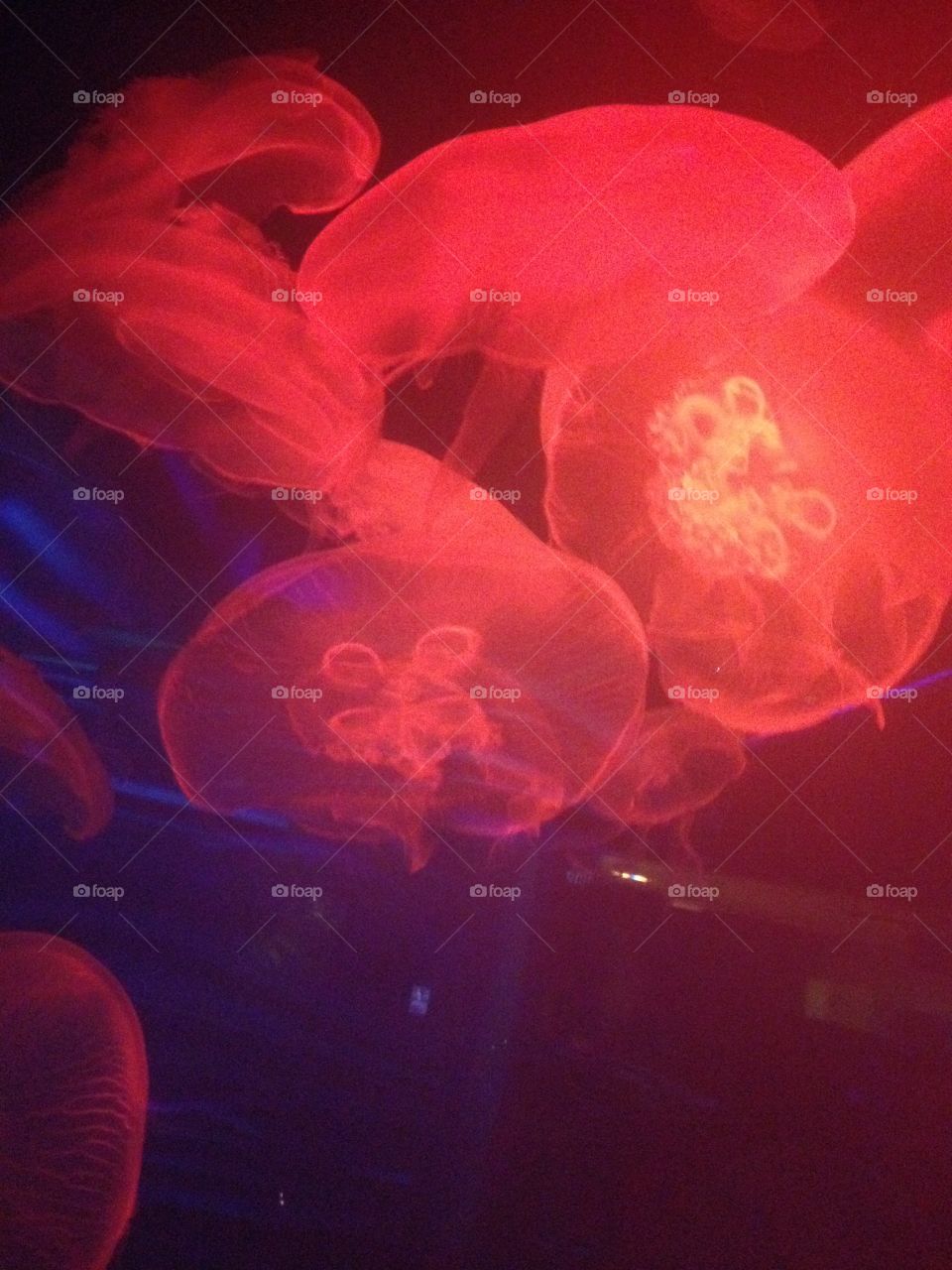Illuminated Jellyfish 