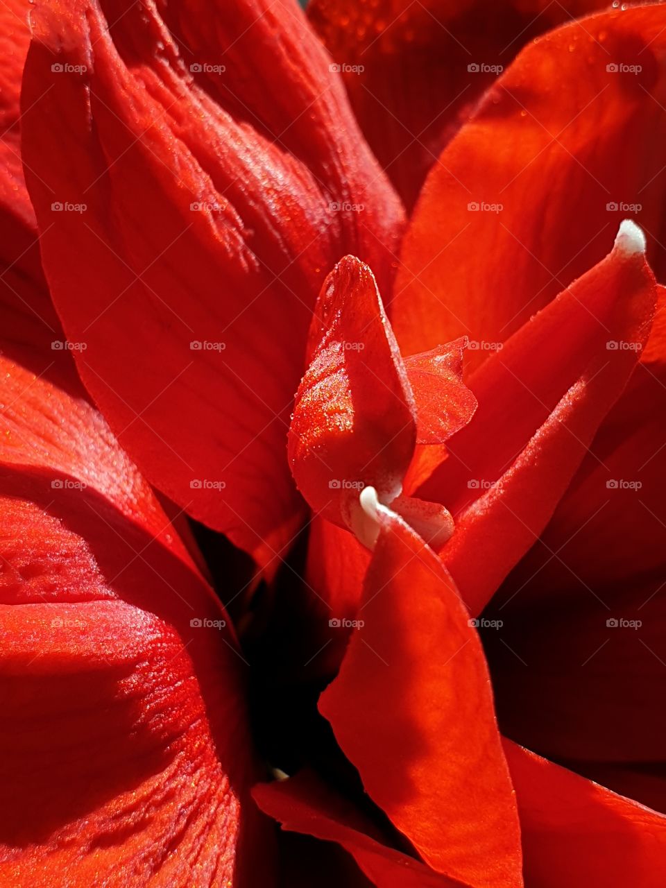 beautiful red flower in the garden