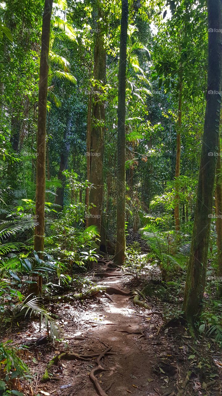 Mossman Gorge