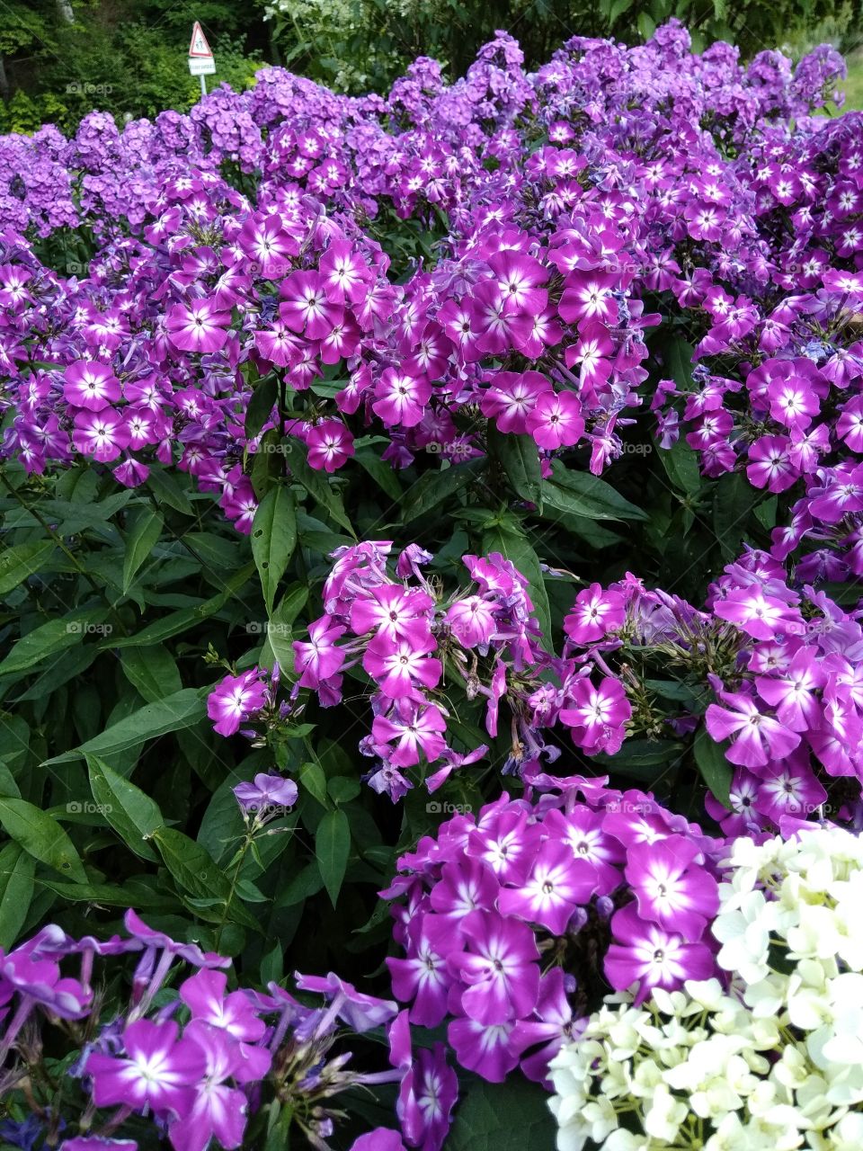 Kurpark in Bad Wildbad