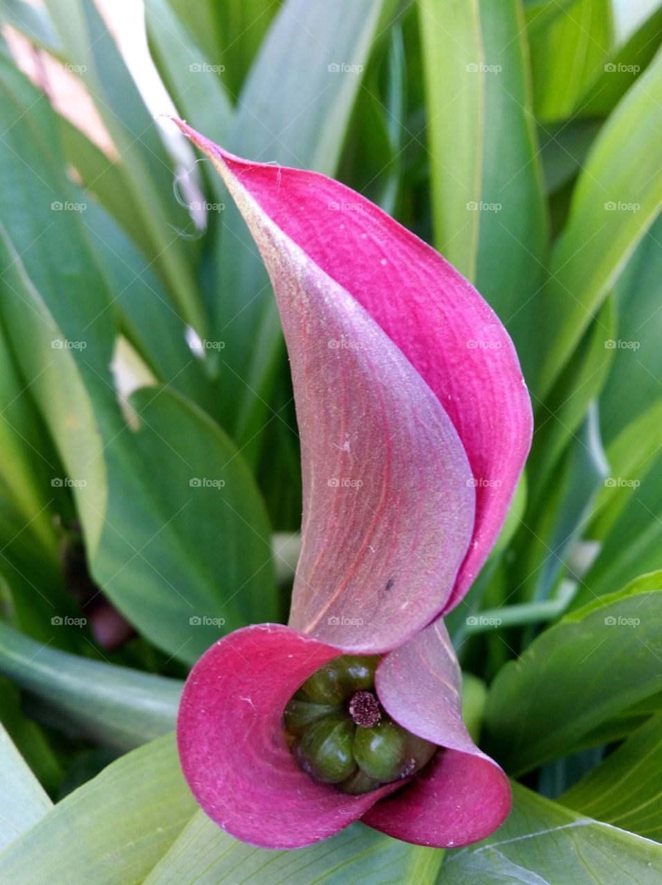 Calla lily