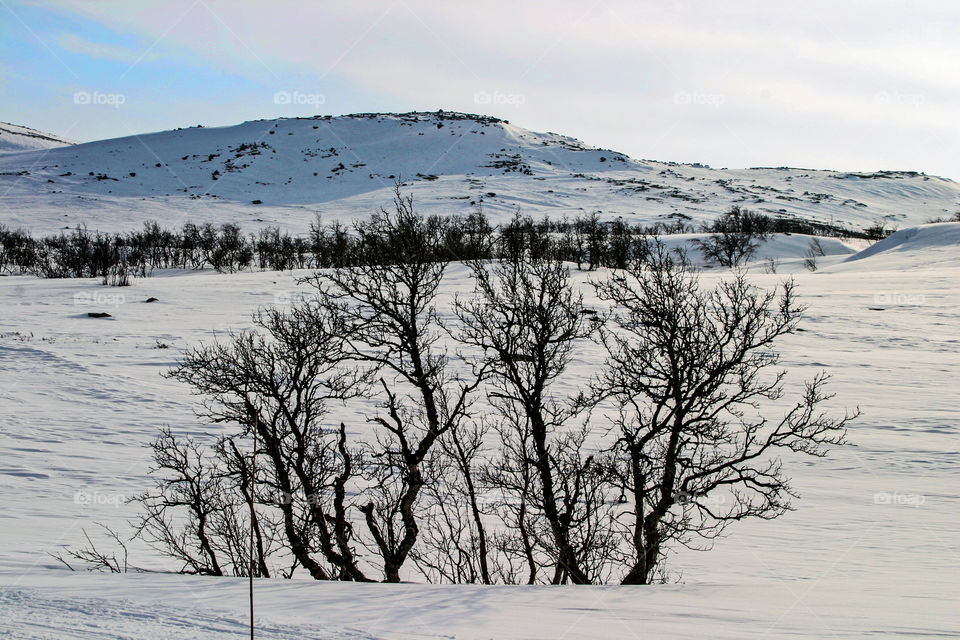 Trees in the snowy mountain. 