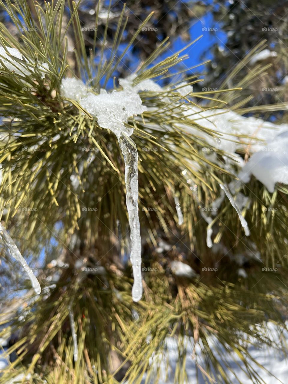 Icicle