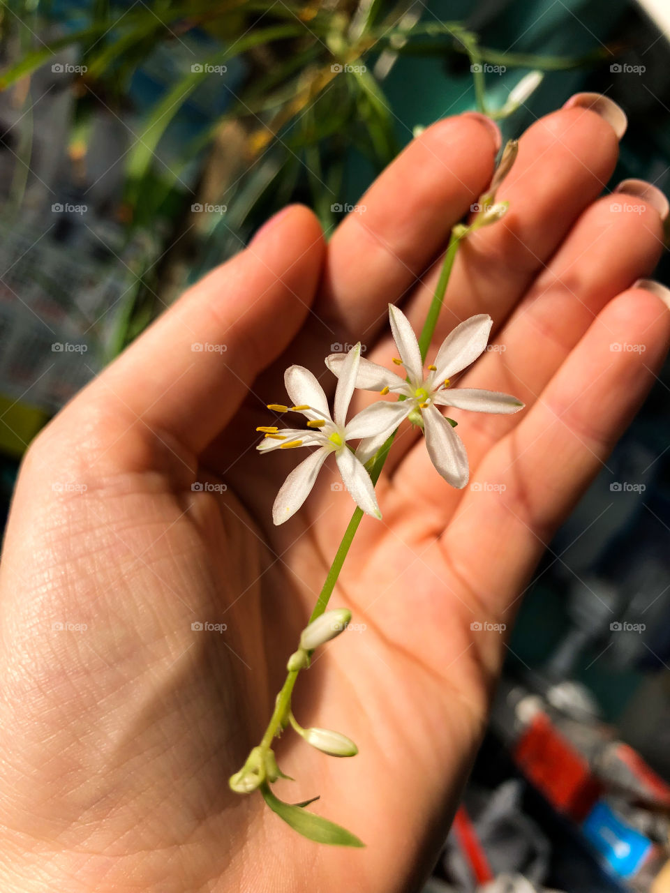 Мой красивый цветок 