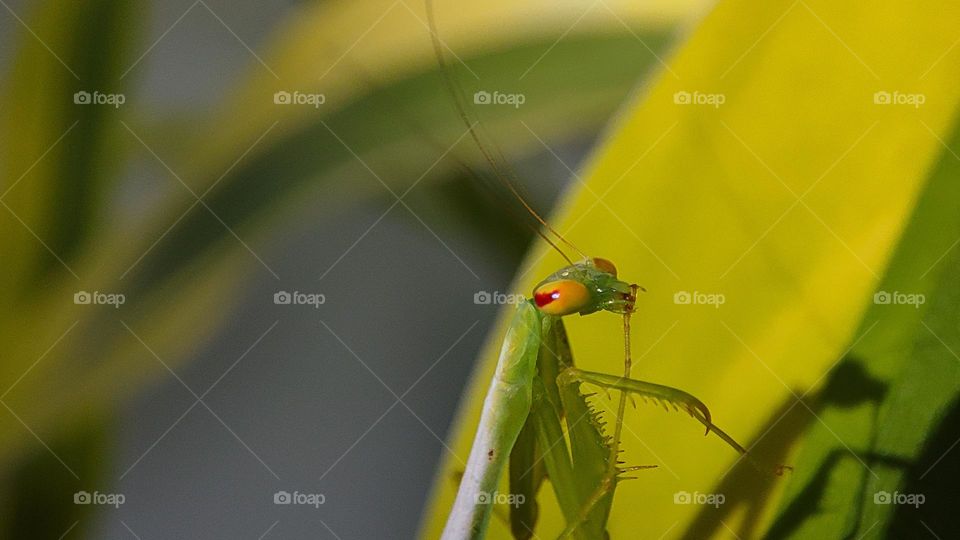 Mantis, mantis laughing at us, mantis disgusting face expression, mantis expression mantis eyes