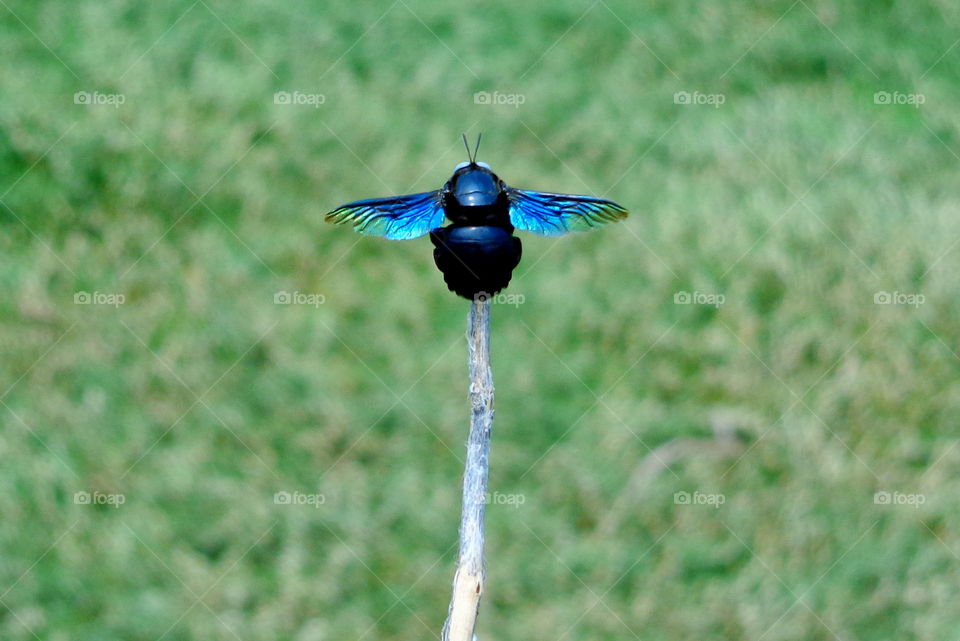 gigantic blue bee