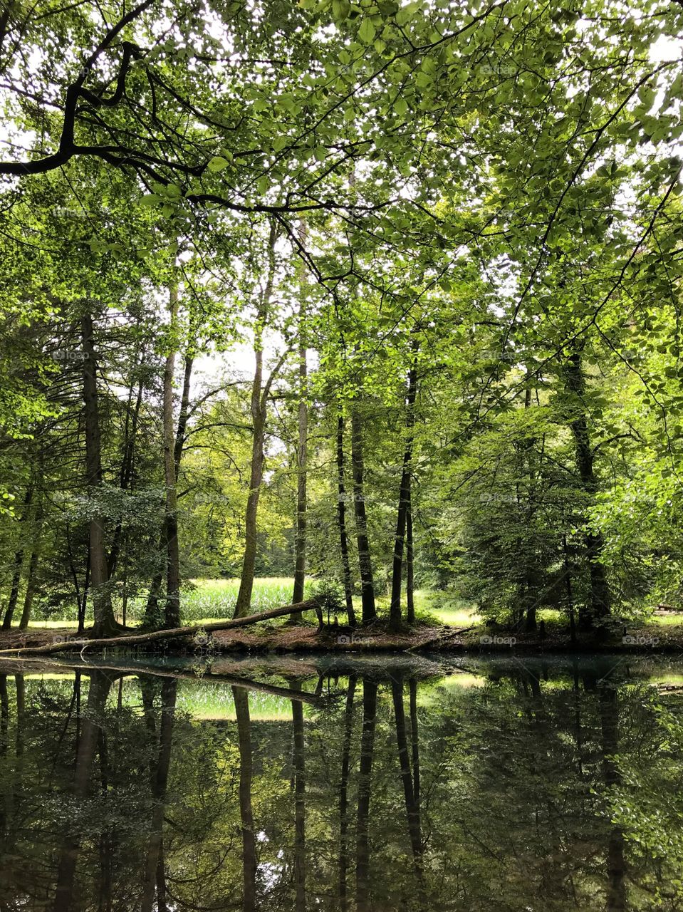 Steibachweiher 