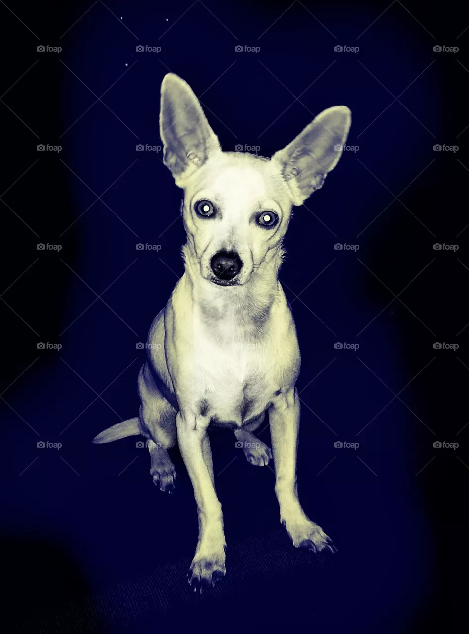 Dog World