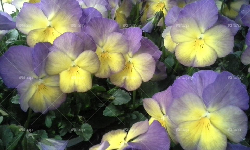 Purple and yellow pansy patch