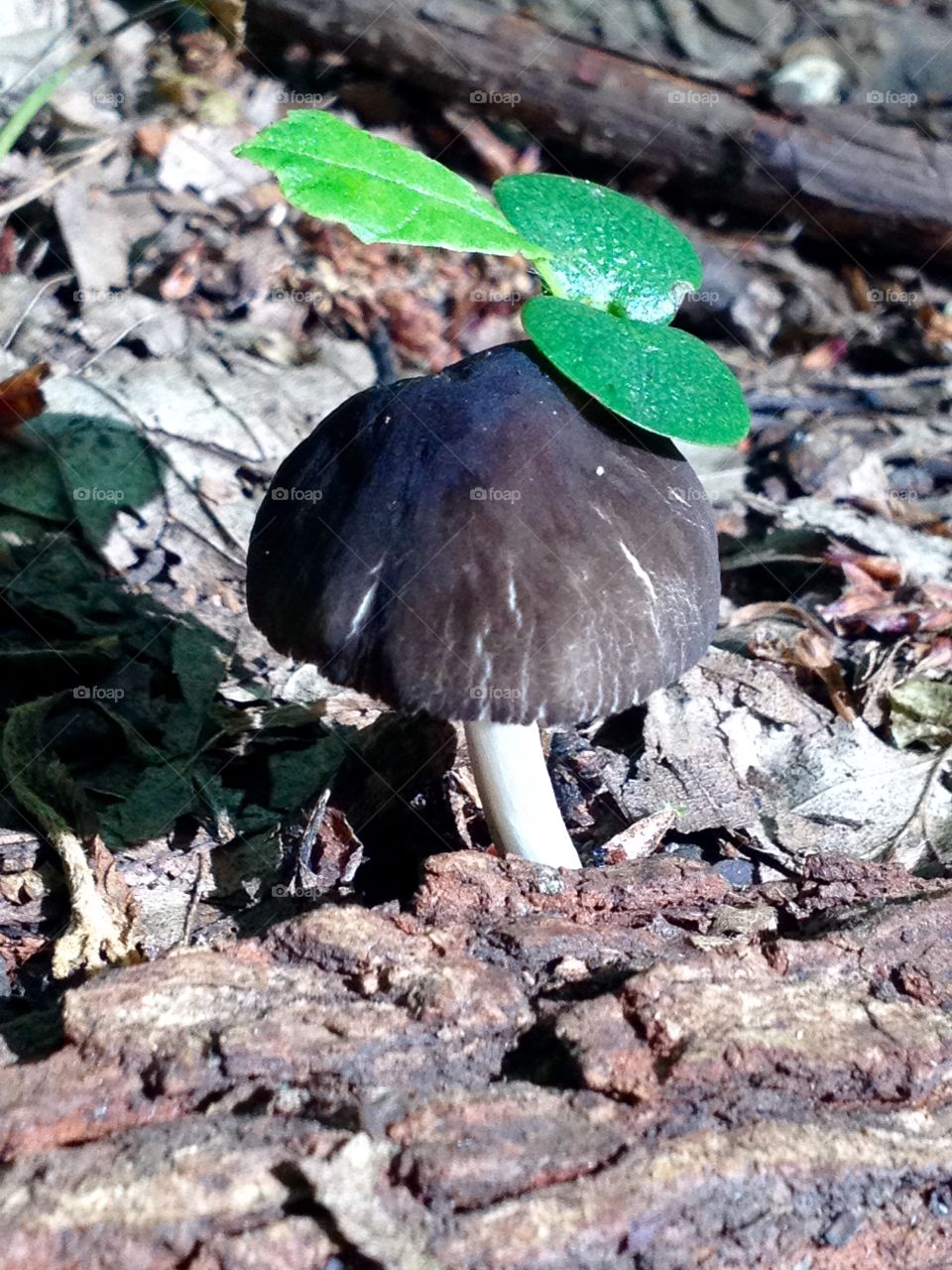 Mushroom