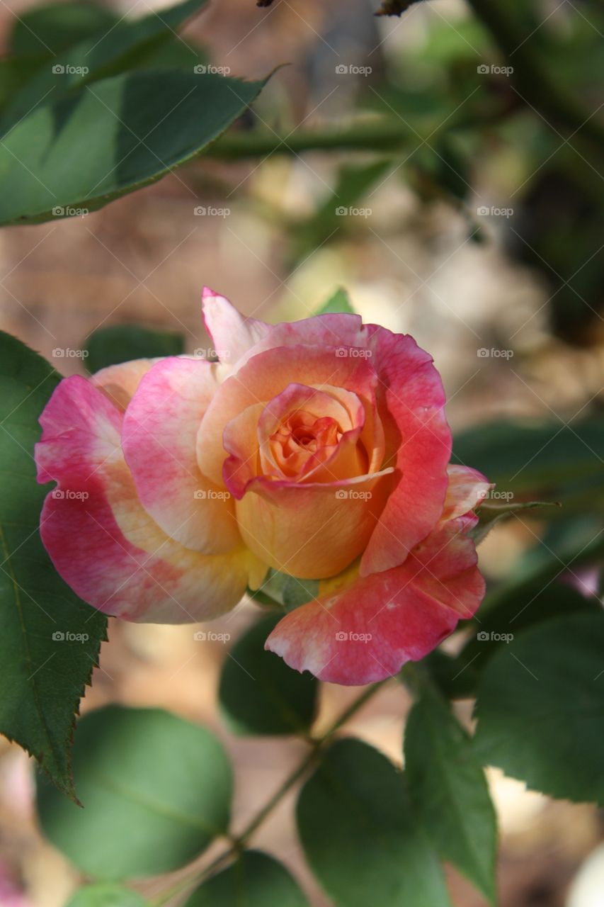 Closeup of hybrid tea rose. This rose has yellow petals and soft pink color towards the edges. Also referred to as Summer Nights