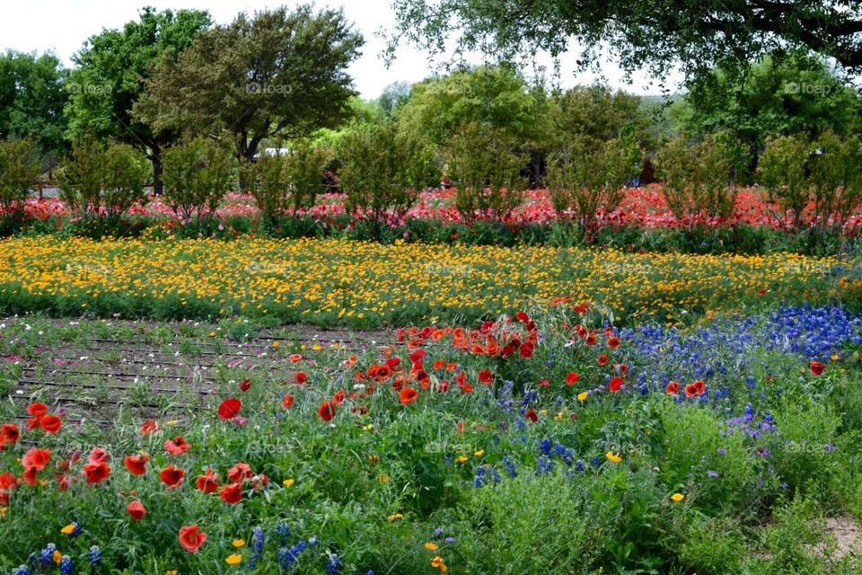 Texas Wildflowers. Texas Wildflowers