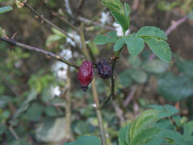 flora