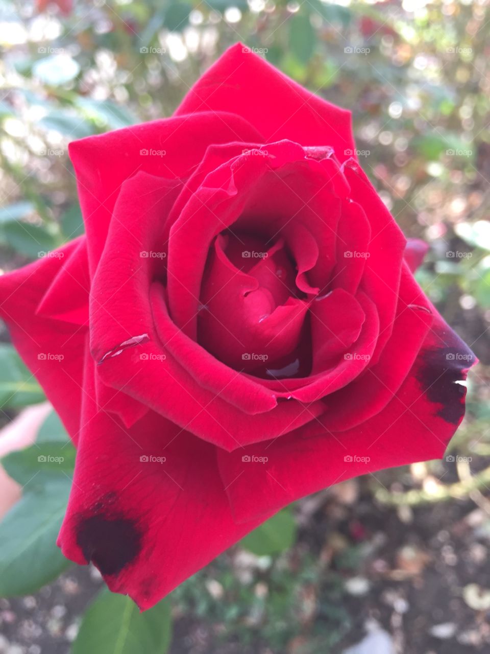 beautiful red rose