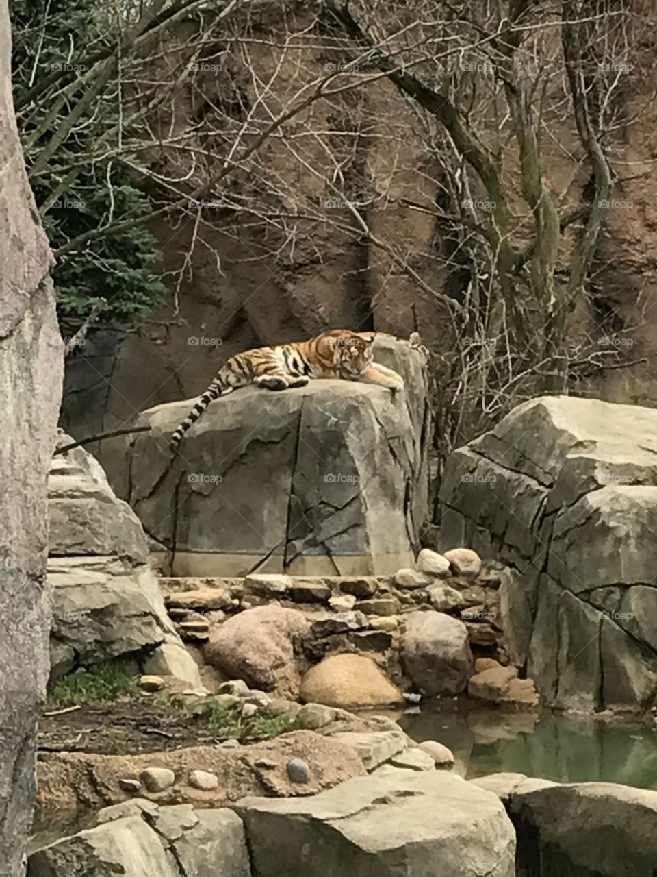 Amur tiger 