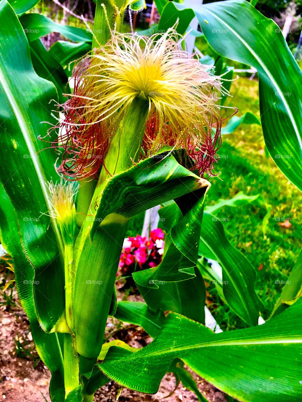 Fresh corn growing in garden on the stalk